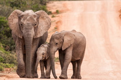 Avontuurlijke safari’s, onvergetelijke momenten