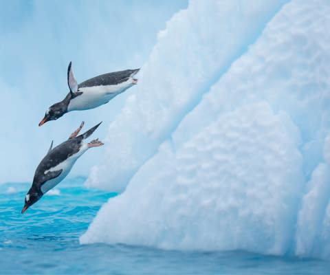 Steek de legendarische Drake Passage over