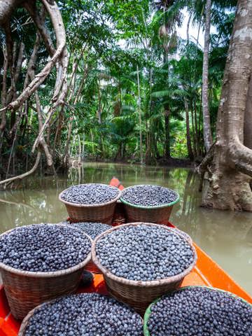 Açaí en tropisch fruit