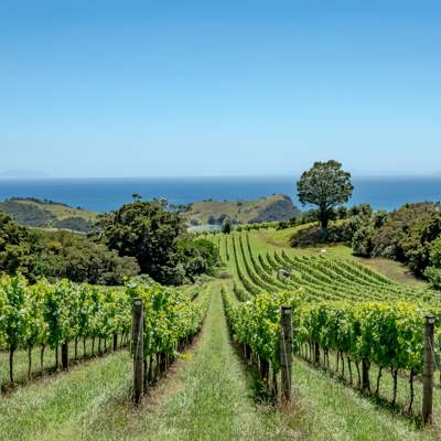 Ontdek Waiheke Island met zijn wijngaarden en prachtige wandelroutes
