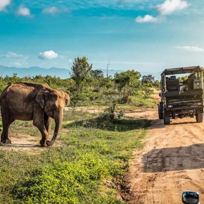 Ga op safari in Yala National Park of Udawalawe National Park